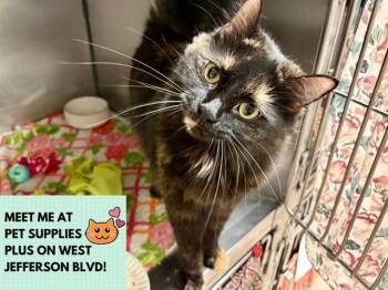 MARISSA -  Domestic Medium Hair Cat Available for Adoption in Fort Wayne, Indiana - MARISSA | PetCurious