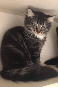 Biggie -  Maine Coon and Domestic Long Hair Cat for Adoption in Iroquois, Illinois - Biggie | PetCurious