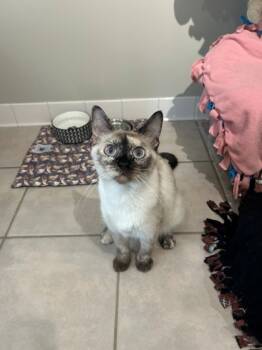 Rescue Siamese and Domestic Short Hair Cats for Adoption in Hastings, Minnesota - Susie | PetCurious