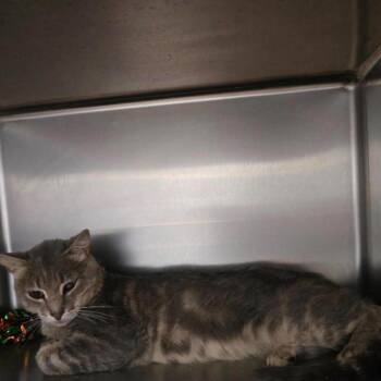 Gilbert -  Domestic Short Hair Cat for Adoption in Eagle Mountain, Utah - Gilbert | PetCurious