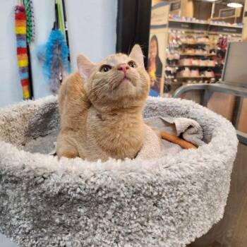 Farfalle -  Domestic Short Hair Cat for Adoption in Las Vegas, Nevada - Farfalle | PetCurious