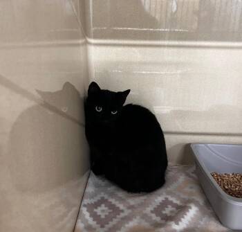 Domestic Short Hair Cats Available for Adoption in Gautier, Mississippi - Scream | PetCurious