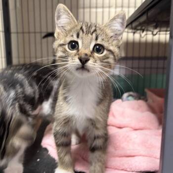 Mangave -  Domestic Short Hair Cat for Adoption in Charleston, South Carolina - Mangave | PetCurious