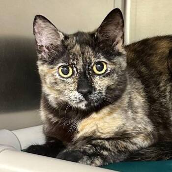 Domestic Short Hair Cats Available for Adoption in Walnut Creek, California - Paisley Park | PetCurious