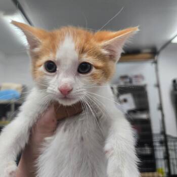 Domestic Short Hair Cats Available for Adoption in Idaho Falls, Idaho - Corduroy | PetCurious