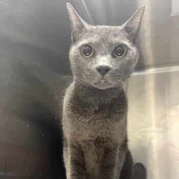 Pumbaa -  Domestic Medium Hair Cat for Adoption in Chattanooga, Tennessee - Pumbaa | PetCurious