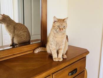 Rescue Domestic Short Hair Cats for Adoption in Port Orange, Florida - TAZ Friendly Ginger Kitty! | PetCurious