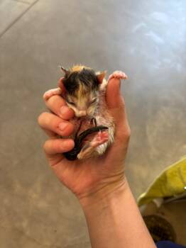 Rescue Domestic Short Hair Cats for Adoption in Douglasville, Georgia - Sandwich | PetCurious