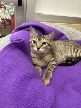 Rescue Tabby Cats for Adoption in Parlier, California - Octavia | PetCurious