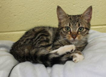 Rescue Domestic Short Hair and Tabby Cats for Adoption in Prattville, Alabama - Dovey - 42687 | PetCurious