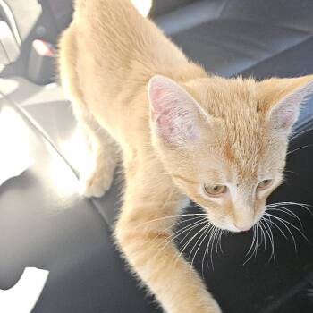 Wolverine -  Domestic Short Hair Cat for Adoption in Greensboro, North Carolina - Wolverine | PetCurious