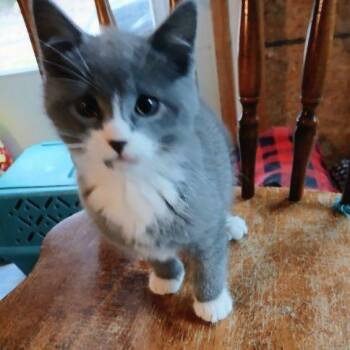 Rescue Domestic Short Hair Cats for Adoption in Penns Grove, New Jersey - Pippin | PetCurious