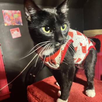 Beans -  Domestic Short Hair Cat for Adoption in Buffalo, New York - Beans | PetCurious
