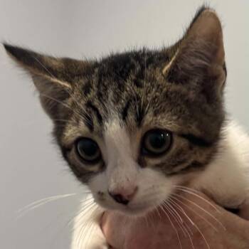 Antonio -  American Shorthair Cat for Adoption in Bethel, Connecticut - Antonio | PetCurious