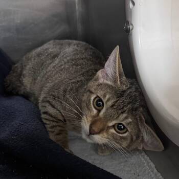 Capris 29755 -  Domestic Short Hair Cat for Adoption in Middleburg, Florida - Capris 29755 | PetCurious