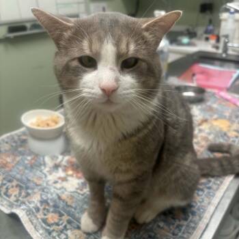 GARF- I have special needs -  Domestic Short Hair Cat for Adoption in Manchester, New Hampshire - GARF- I Have Special Needs | PetCurious