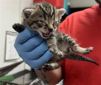 Domestic Short Hair Cats Available for Adoption in San Bernardino, California - NARUTO | PetCurious