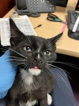 A760566 -  Domestic Short Hair Cat for Adoption in Long Beach, California - A760566 | PetCurious
