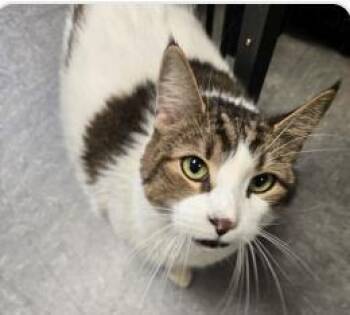 Rescue Domestic Short Hair Cats for Adoption in West Chester, Pennsylvania - Zeus | PetCurious