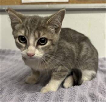 A885364 -  Domestic Short Hair Cat for Adoption in Camarillo, California - A885364 | PetCurious