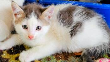 Rescue Domestic Short Hair Cats for Adoption in Binghamton, New York - Apollo | PetCurious
