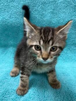 Domestic Short Hair Cats Available for Adoption in Vacaville, California - Modelo | PetCurious