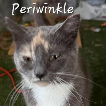Domestic Short Hair Cats Available for Adoption in Waldorf, Maryland - Periwinkle | PetCurious