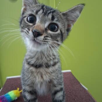 Jessie -  Domestic Short Hair Cat for Adoption in Northfield, Minnesota - Jessie | PetCurious