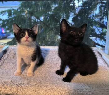 Kiki & Jiji -  American Shorthair Cat for Adoption in Florham Park, New Jersey - Kiki & Jiji | PetCurious