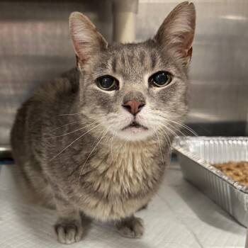 Domestic Short Hair Cats Available for Adoption in Salt Lake City, Utah - Alouette | PetCurious
