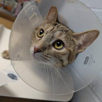 Hawley -  Domestic Short Hair Cat for Adoption in Dekalb, Illinois - Hawley | PetCurious