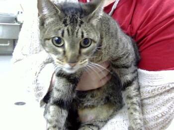 Domestic Short Hair Cats Available for Adoption - MILLIE | PetCurious