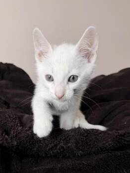 26-353 Finn -  Domestic Short Hair Cat for Adoption in Barnesville, Georgia - 26-353 Finn | PetCurious