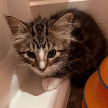 Brennan -  Domestic Short Hair Cat for Adoption in Los Angeles, California - Brennan | PetCurious