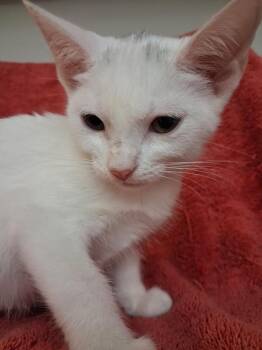 Mary Ellen -  Domestic Short Hair Cat for Adoption in Wheaton, Illinois - Mary Ellen | PetCurious