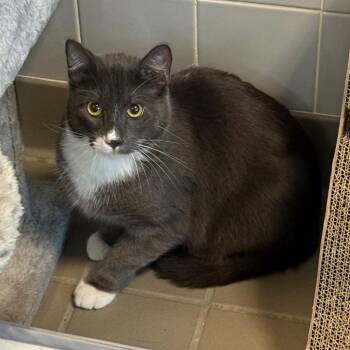 Louis -  Domestic Short Hair Cat for Adoption in Westhampton, New York - Louis | PetCurious