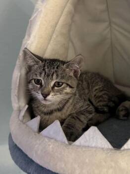 Domestic Short Hair Cats Available for Adoption - Mo | PetCurious