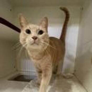 Domestic Short Hair Cats Available for Adoption in Pasadena, California - Lion | PetCurious