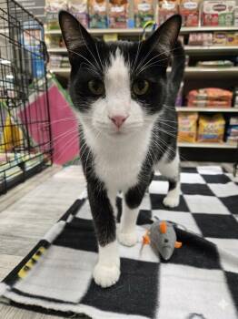 Domestic Short Hair and Tuxedo Cats Available for Adoption in Cincinnati, Ohio - LLoyd | PetCurious