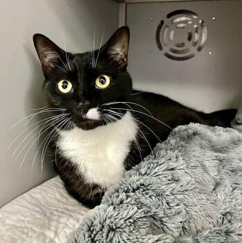 Rescue Domestic Short Hair Cats for Adoption in Moundsville, West Virginia - Lilly | PetCurious