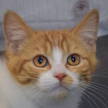 Fred -  Persian and Domestic Short Hair Cat for Adoption in Huntley, Illinois - Fred | PetCurious