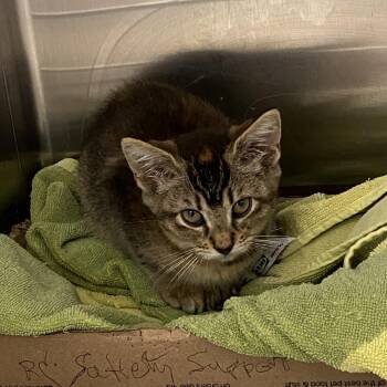 Ella -  Domestic Short Hair Cat for Adoption in Philadelphia, Pennsylvania - Ella | PetCurious