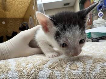 Domestic Short Hair Cats Available for Adoption in Rancho Cucamonga, California - NEMO | PetCurious