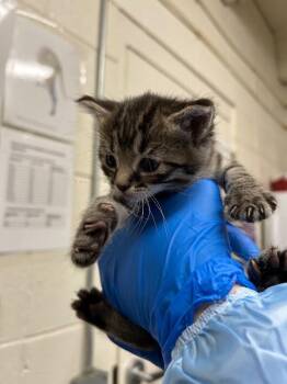 Domestic Short Hair Cats Available for Adoption in Fruit Heights, Utah - Party Favor | PetCurious