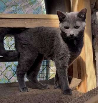 Pewter -  Russian Blue Cat for Adoption in Walkerville, Montana - Pewter | PetCurious