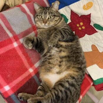 Domestic Short Hair Cats Available for Adoption - Beretta C11071 | PetCurious