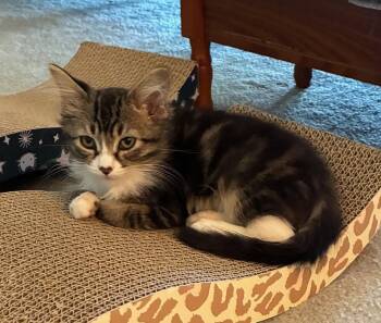Amor (& Aurora) -  Domestic Medium Hair Cat for Adoption in Castro Valley, California - Amor (& Aurora) | PetCurious