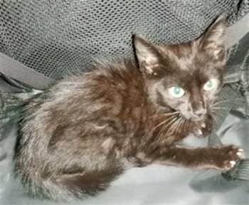 NEOW NEOW -  Domestic Short Hair Cat for Adoption in San Jose, California - NEOW NEOW | PetCurious