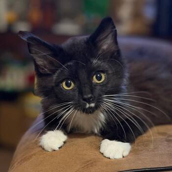 Pio -  Domestic Long Hair Cat for Adoption in Davenport, Iowa - Pio | PetCurious