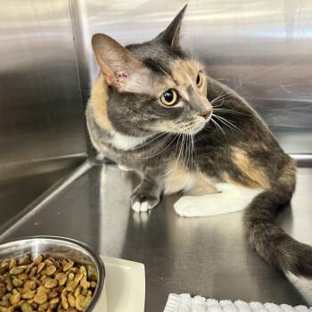 DAISY Ruth -  Domestic Short Hair Cat for Adoption in Buffalo, New York - DAISY Ruth | PetCurious